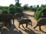14153 Elephants crossing the road.jpg